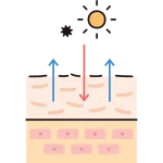 Cross Section Of Skin Dry Skin SVG Icon